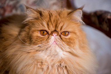 Uzun saçlı, İranlı, egzotik bir kedi..