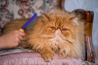 Uzun saçlı, İranlı, egzotik bir kedi..