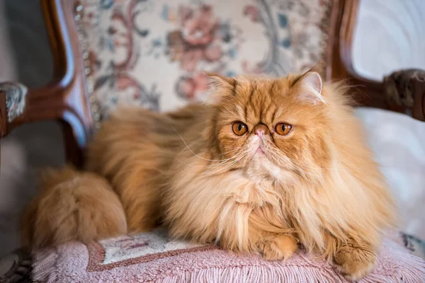 Μακριά Μαλλιά Κόκκινη Περσική Εξωτική Γάτα Από Κοντά — Φωτογραφία Αρχείου