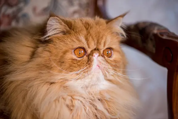 Longhair Red Persian Exotic Cat Close — Stock Photo, Image