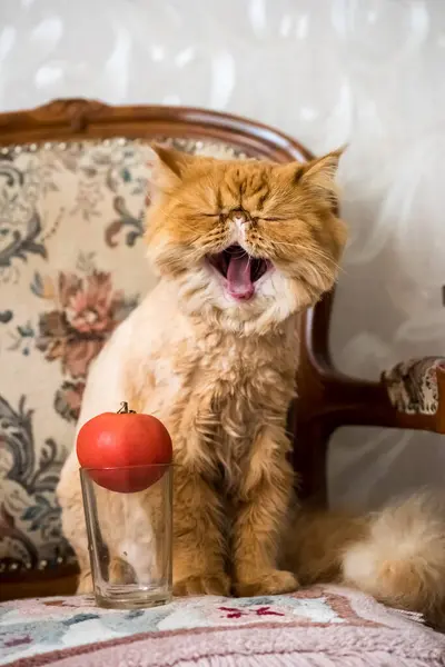 Śmieszny Kot Czerwony Pomidor Czerwony Perski Egzotyczny Kot — Zdjęcie stockowe