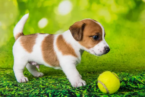 Jack Russell Terrier Hund Valp Med Tennis Boll Porträtt Isolerad — Stockfoto