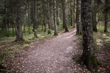 Sonbahar ormanı, altın yapraklı yürüyüş patikası..