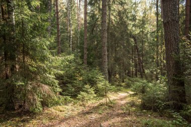 Sonbahar ormanı, vahşi çam ormanı yosun ormanı, atmosfer perisi ormanı, Ligtane, Letonya.