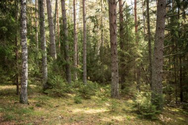 Sonbahar ormanı, vahşi çam ormanı yosun ormanı, atmosfer perisi ormanı, Ligtane, Letonya.