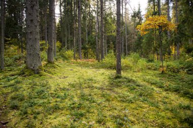 Sonbahar ormanı, vahşi çam ormanı yosun ormanı, atmosfer perisi ormanı, Ligtane, Letonya.