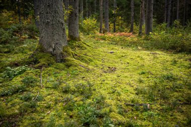 Sonbahar ormanı, vahşi çam ormanı yosun ormanı, atmosfer perisi ormanı, Ligtane, Letonya.