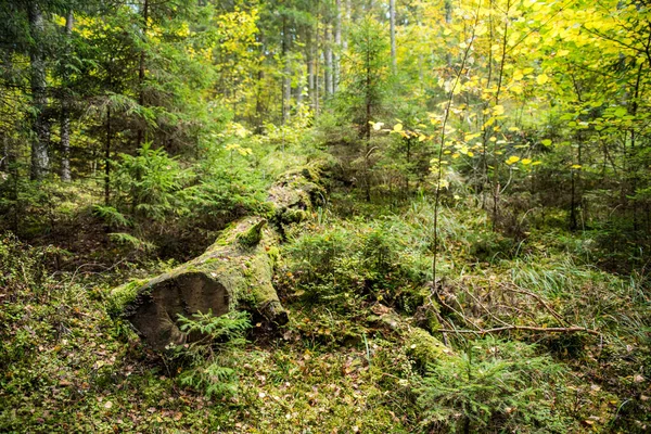 Herbstwald Wilder Dichter Kiefernwald Sträucher Moos Atmosphärischer Märchenwald Ligtane Lettland — Stockfoto