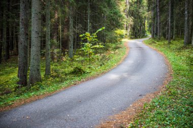 Sonbahar ormanı Altın yapraklı yol.
