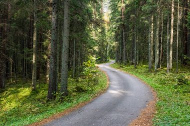 Sonbahar ormanı Altın yapraklı yol.