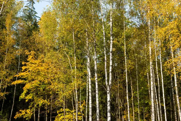 Birch Trees White Bark Birch Grove Autumn Day Blue Sky Royalty Free Stock Images