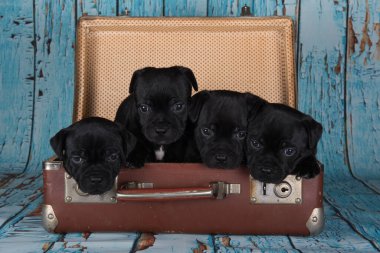 Black American Staffordshire Terrier dogs or AmStaff puppies in a retro suitcase on blue background.