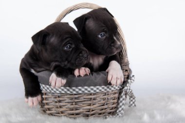 Şirin Amerikan Staffordshire Teriyer köpekleri ya da beyaz arka planda AmStaff yavruları.