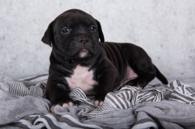 Şirin Amerikan Staffordshire Terrier köpeği ya da gri arka planda AmStaff köpeği..