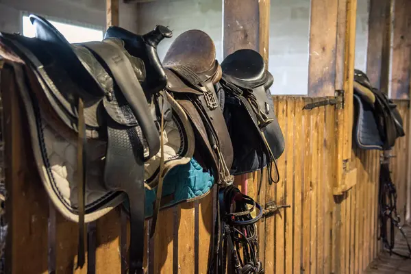 Dressage horse equipment, leather saddles and stirrups hang beautifully on a special wall.