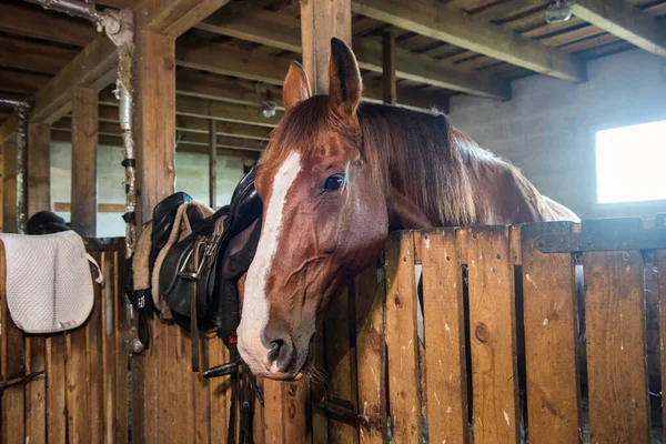 Het Paard Gluurt Uit Stal Bruin Paard Stal — Stockfoto