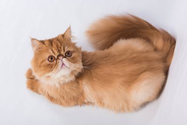 Beyaz arka planda İranlı Egzotik Uzun Saçlı Kedi portresi var. Yukarıdan görüntüle