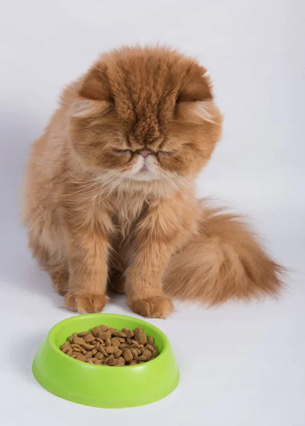 stock image Red cat eats dry food from a bowl. Persian Exotic Longhair cat is on white background.