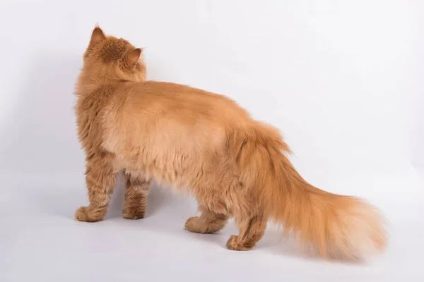 Utsikt Från Baksidan Persiska Exotiska Longhair Katt Vit Bakgrund Kattens — Stockfoto