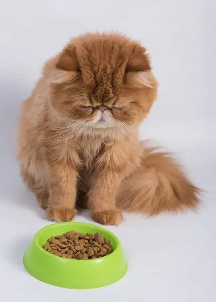 Kucing Merah Makan Makanan Kering Dari Mangkuk Kucing Bulu Panjang — Stok Foto