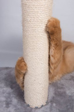 Kırmızı kedi tırmalama direğinde pençelerini keskinleştirir..