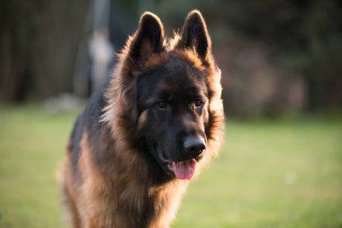 Alman Çoban Köpeği doğaya karşı ön planda bulanık arka plan, yakın plan köpek portresi.
