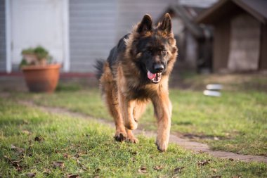 Alman çoban köpeği doğada oynuyor. Mutlu Alman çoban köpeği koşuyor ve zıplıyor..