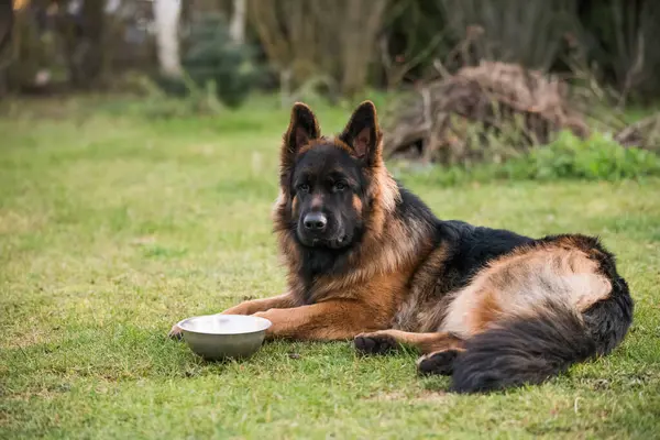 German Shepherd dog with a bowl to have meal.