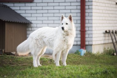 Beyaz İsviçreli çoban köpeği evin yakınındaki bahçede yürüyüşe çıktı..