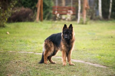 Alman çoban köpeği, doğa arka planında izole edilmiş..