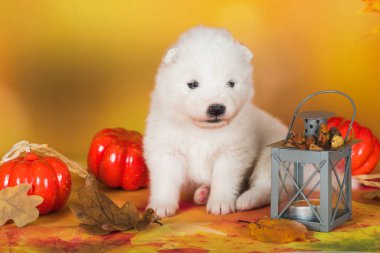 Samoyed beyaz köpek sonbahar yapraklarında balkabağıyla yatıyor. Cadılar Bayramı.