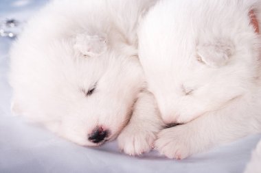 İki yavru köpek. Beyaz tüylü küçük Samoyed köpek yavruları mavi arka planda uyuyorlar..