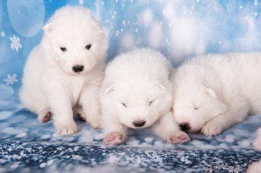 Üç yavru köpek. Beyaz tüylü küçük Samoyed köpek yavruları mavi arka planda uyuyorlar..