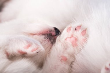 Beyaz bir köpeğin burnu ve pençeleri. Beyaz tüylü küçük Samoyed yavru köpeği beyaz üzerinde uyuyor..