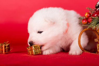 Noel köpeği. Kırmızı arka planda Samoyed köpek yavrusu. Mutlu Noeller..