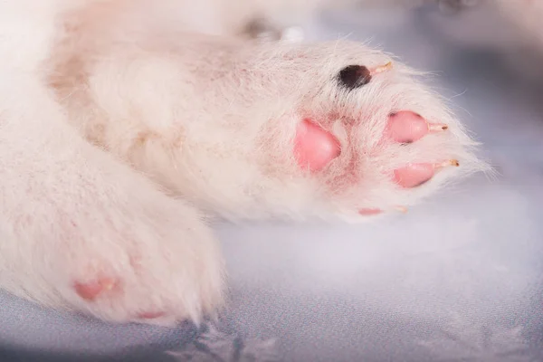 Puppy Pootje Wit Pluizig Klein Samoyed Puppy Hondje — Stockfoto