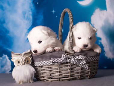 Mavi arka planda iki beyaz tüylü küçük Samoyed köpek yavrusu var..