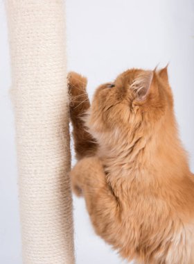 Kedi tırmalama direğinde pençelerini keskinleştirir..