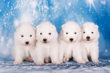 Dört yavru köpek. Beyaz tüylü küçük Samoyed köpek yavruları mavi arka planda oturuyorlar..