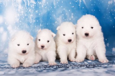 Dört yavru köpek. Beyaz tüylü küçük Samoyed köpek yavruları mavi arka planda oturuyorlar..