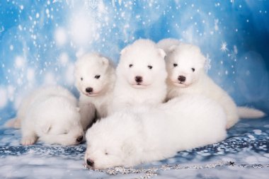Yavru köpekler. Beyaz tüylü küçük Samoyed köpek yavruları mavi arka planda oturuyorlar..