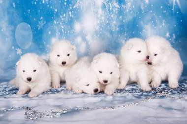 Yavru köpekler. Beyaz tüylü küçük Samoyed köpek yavruları mavi arka planda oturuyorlar..