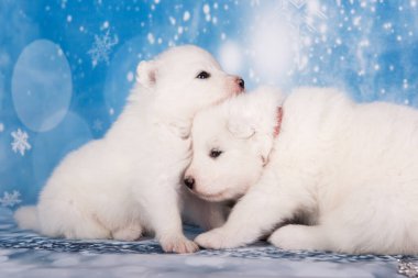 Beyaz tüylü iki yavru köpek. Beyaz tüylü küçük Samoyed köpek yavruları mavi arka planda oturuyorlar..