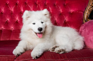 White fluffy Samoyed dog puppy on the red luxury couch.