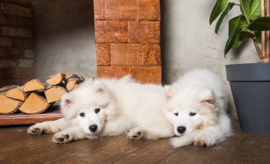 Şöminenin yanında yakacak odunları olan beyaz tüylü Samoyed yavru köpekler..