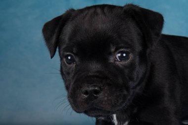 Black American Staffordshire Terrier dog or AmStaff puppy on blue background.