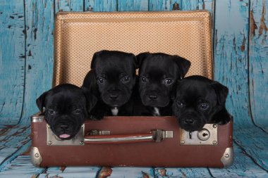 American Staffordshire Terrier köpekleri veya AmStaff köpekleri retro bir çantada..