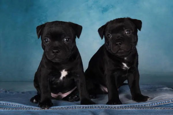 Black American Staffordshire Terrier Perros Cachorros Amstaff Sobre Fondo Azul Imágenes de stock libres de derechos