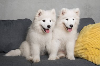 İki beyaz tüylü Samoyed köpek yavrusu sarı yastıklı gri koltukta oturuyor..