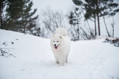 Samoyed beyaz köpek Baltık Denizi yakınlarındaki kış ormanında oturuyor..